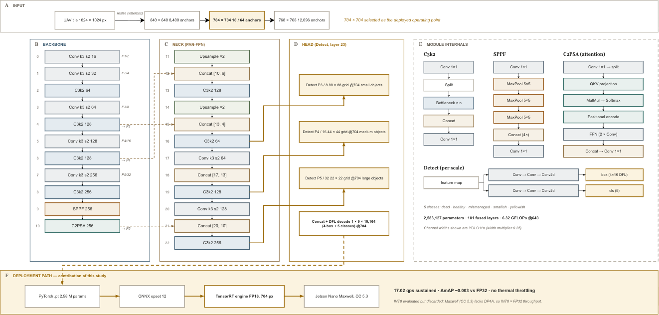 Deployed YOLO11n network architecture