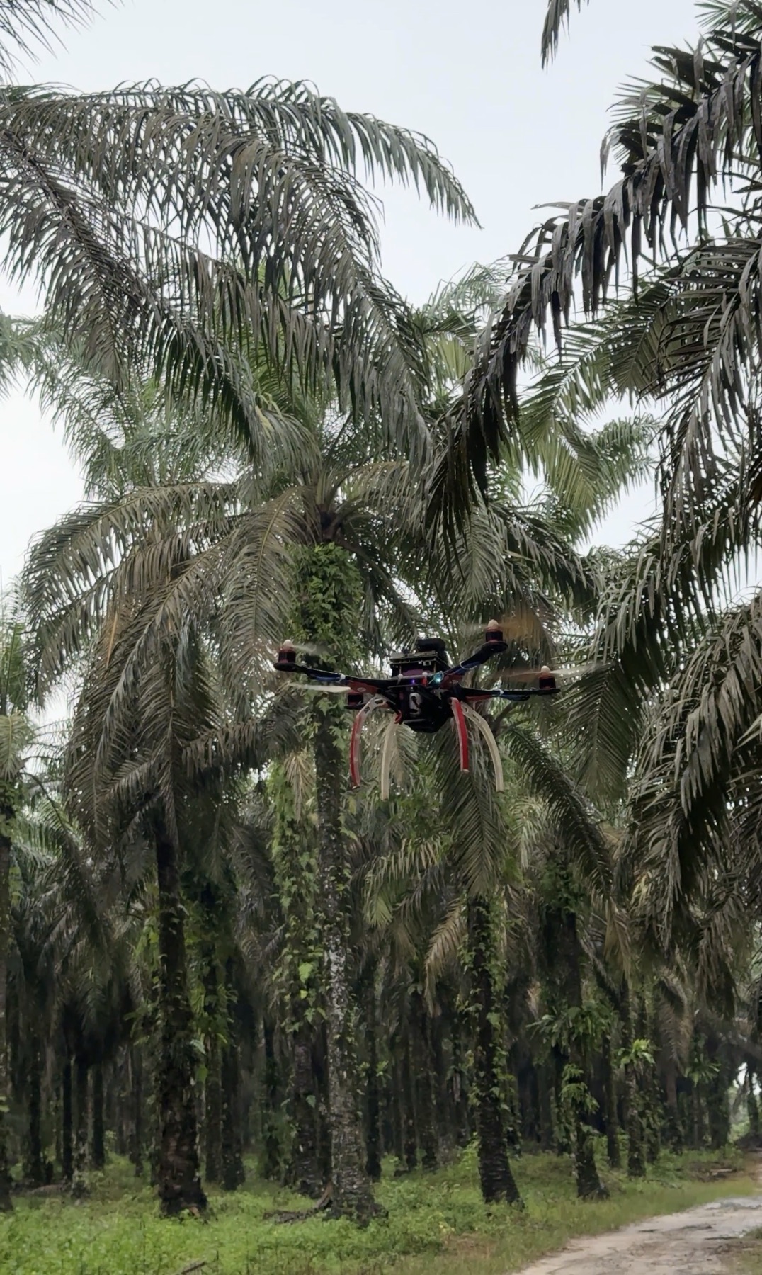 TANDAN drone in flight over an oil palm plantation
